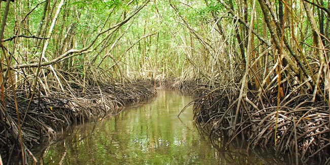 Подія 26 липня - Міжнародний день збереження мангрових екосистем