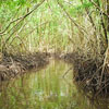 Міжнародний день збереження мангрових екосистем