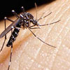 Міжнародний день боротьби з хворобою денге