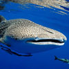 Міжнародний день китової акули