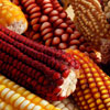 Національний день кукурудзи в Мексиці