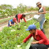 Національний день агронома в Домініканській Республіці