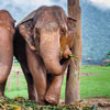 Національний день слонів в Таїланді