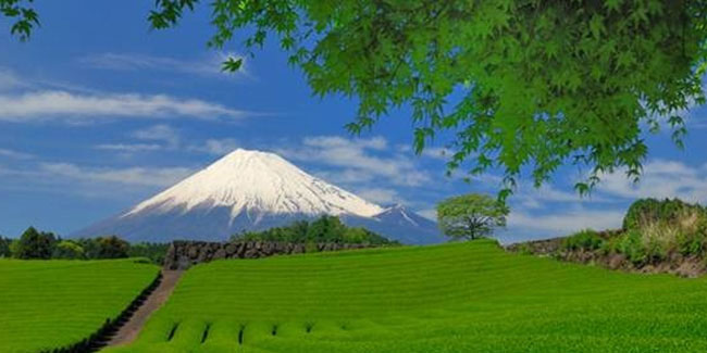 Подія 4 травня - День зелені або Мідорі-но хі в Японії