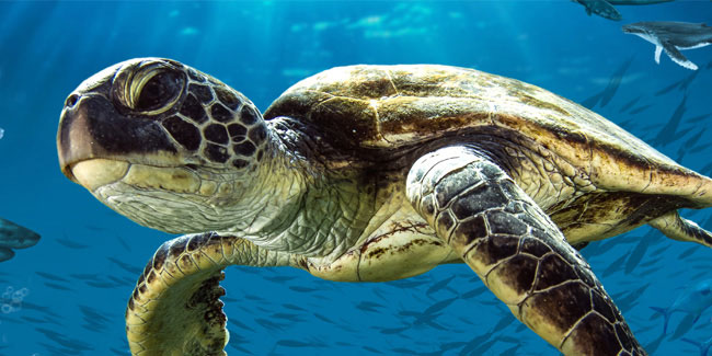 Подія 23 травня - Всесвітній день черепахи