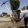 День посадки дерев в Єгипті