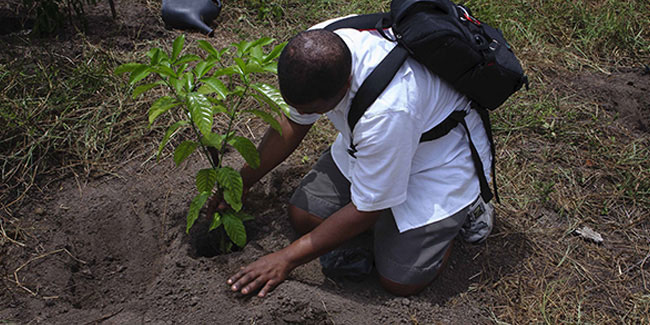 Подія 15 червня - День посадки дерев в Коста-Ріці