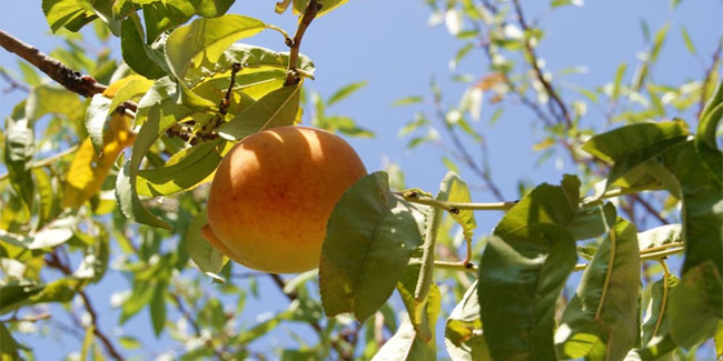Подія 17 серпня - Фестиваль фруктових дерев в Андоррі