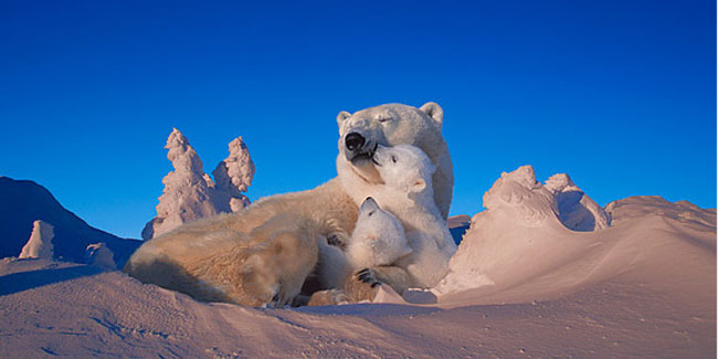 Міжнародний день полярного ведмедя